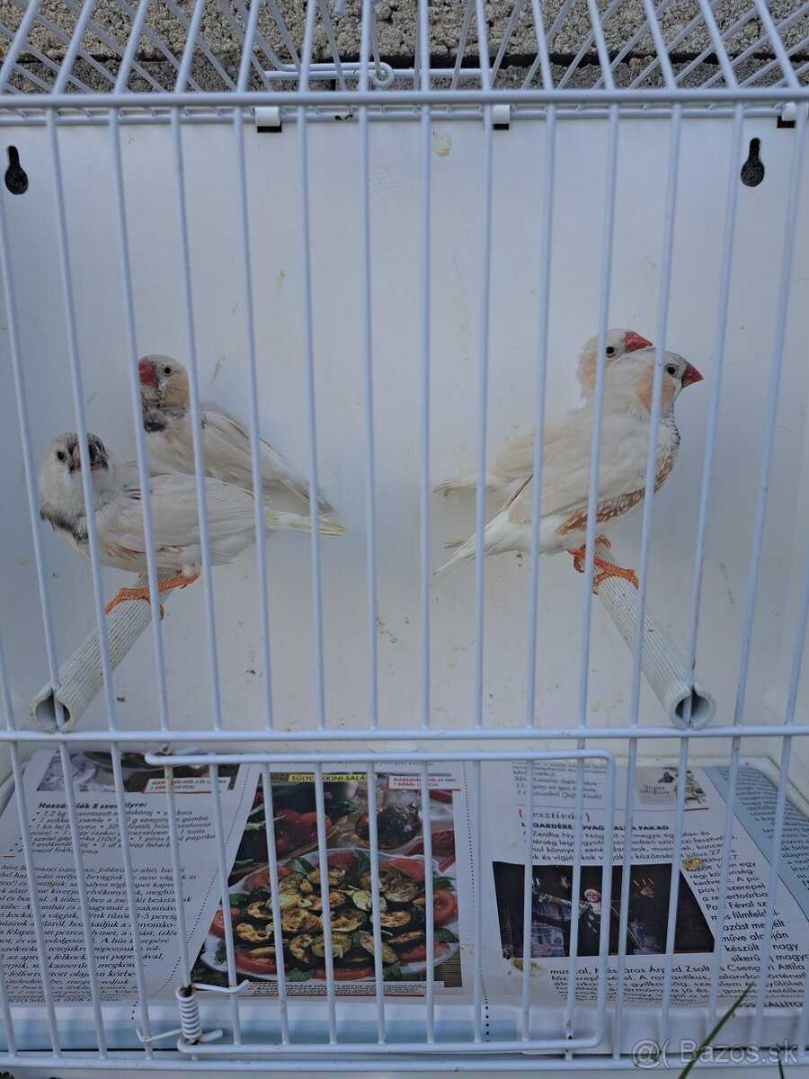Zebričky - 2