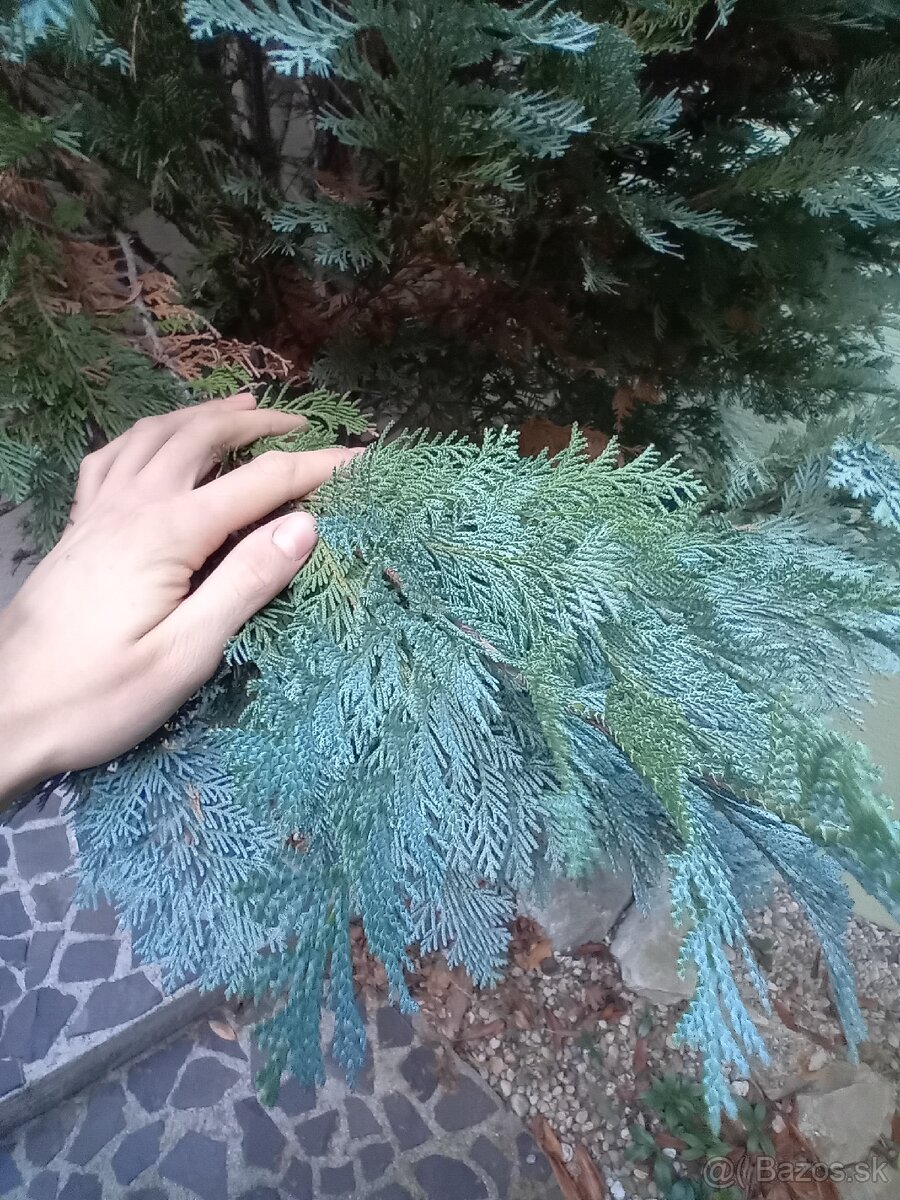 Čečina z tuje - 2