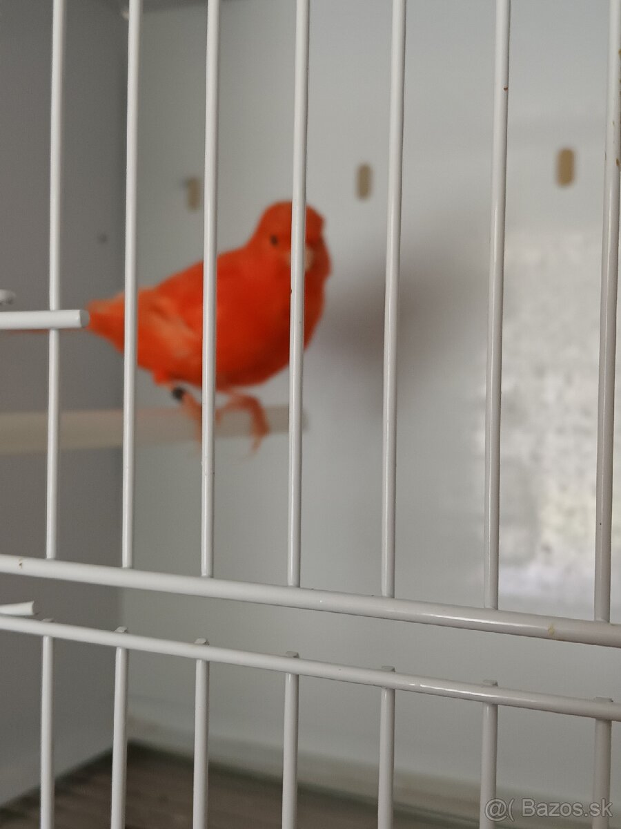 Predám - 2