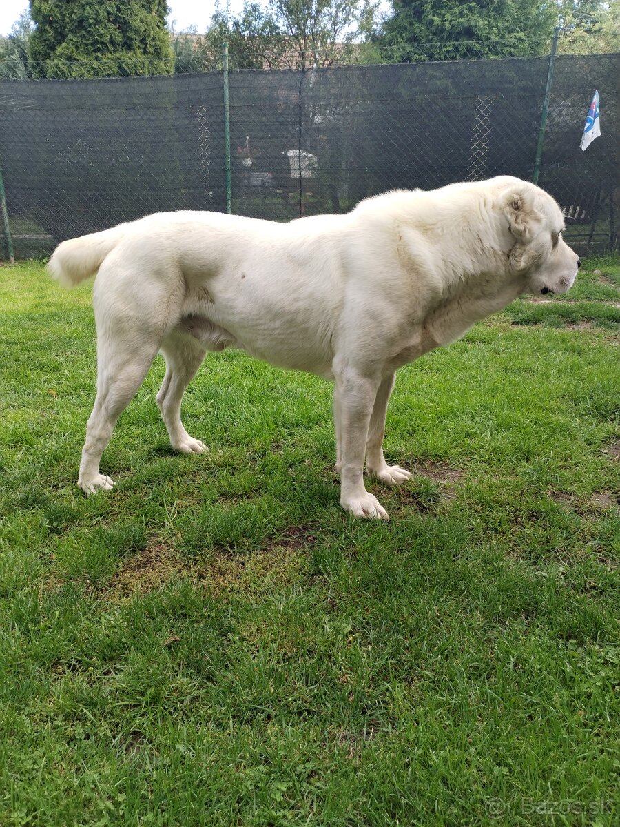 Stredoazijský ovčiak SAO - 2