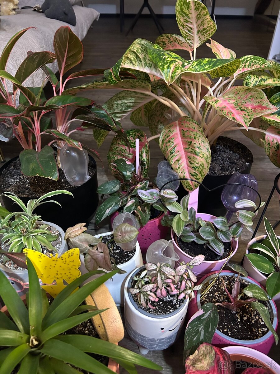 Zbierka izbových rastlín - 2