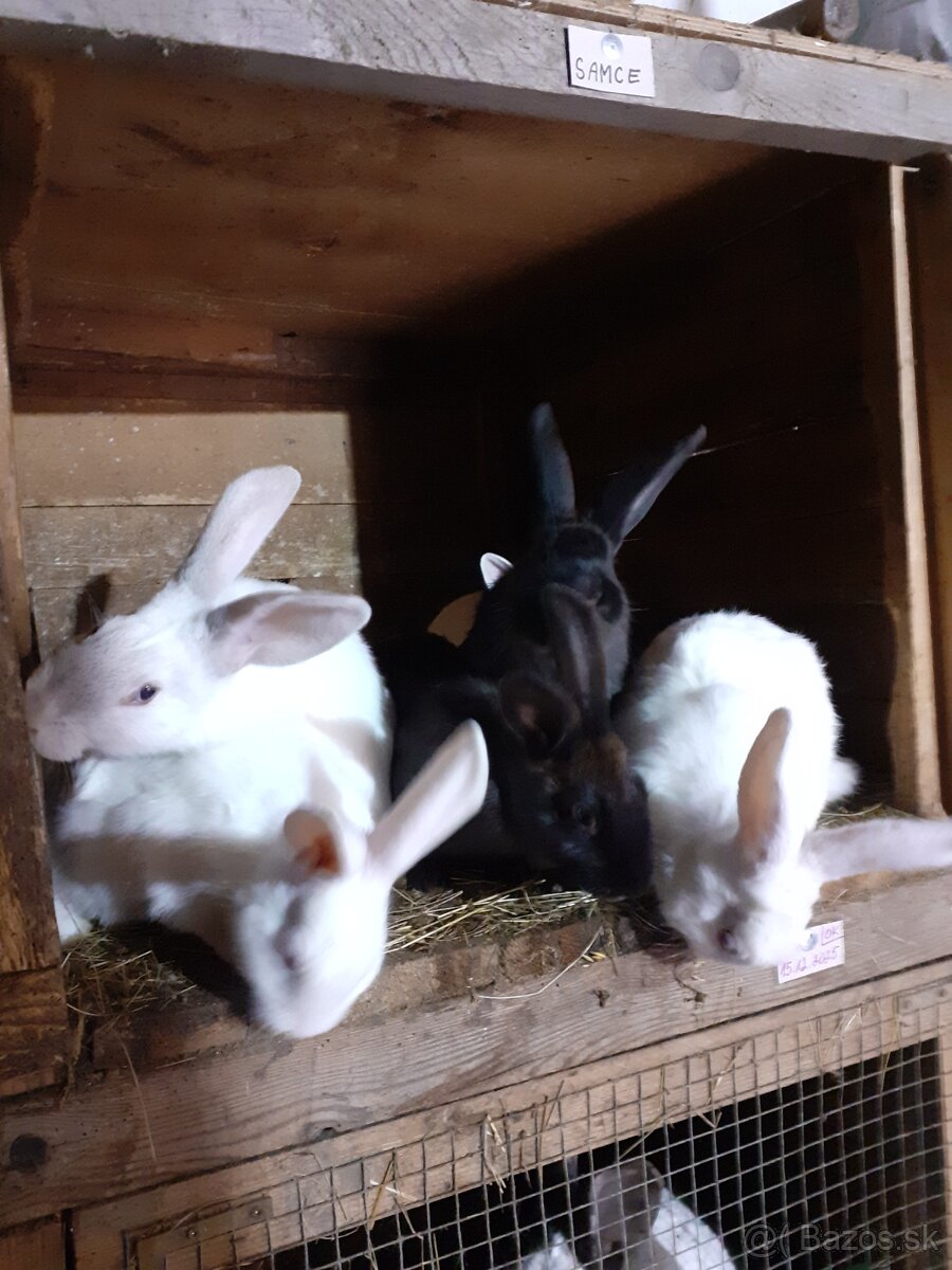 Predam zajace - 2