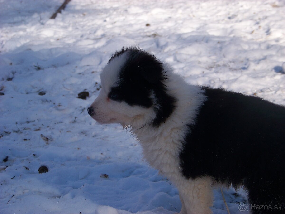 Border kolia šteniatka - 2