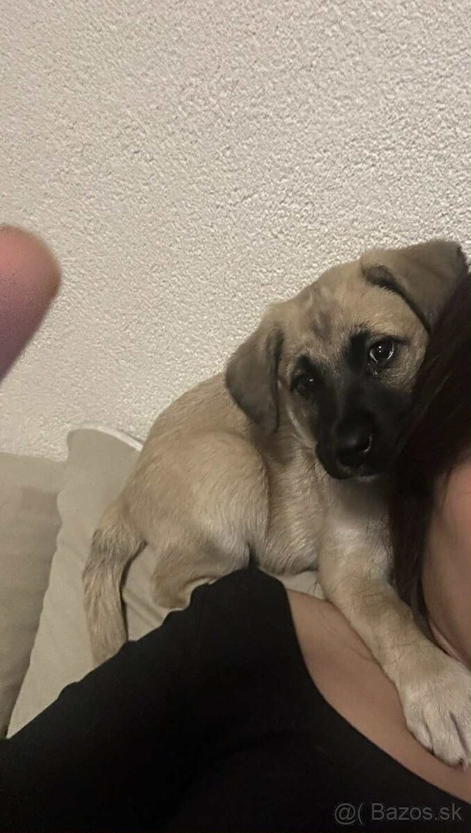 Nemecký ovčiak s labradorom - 2