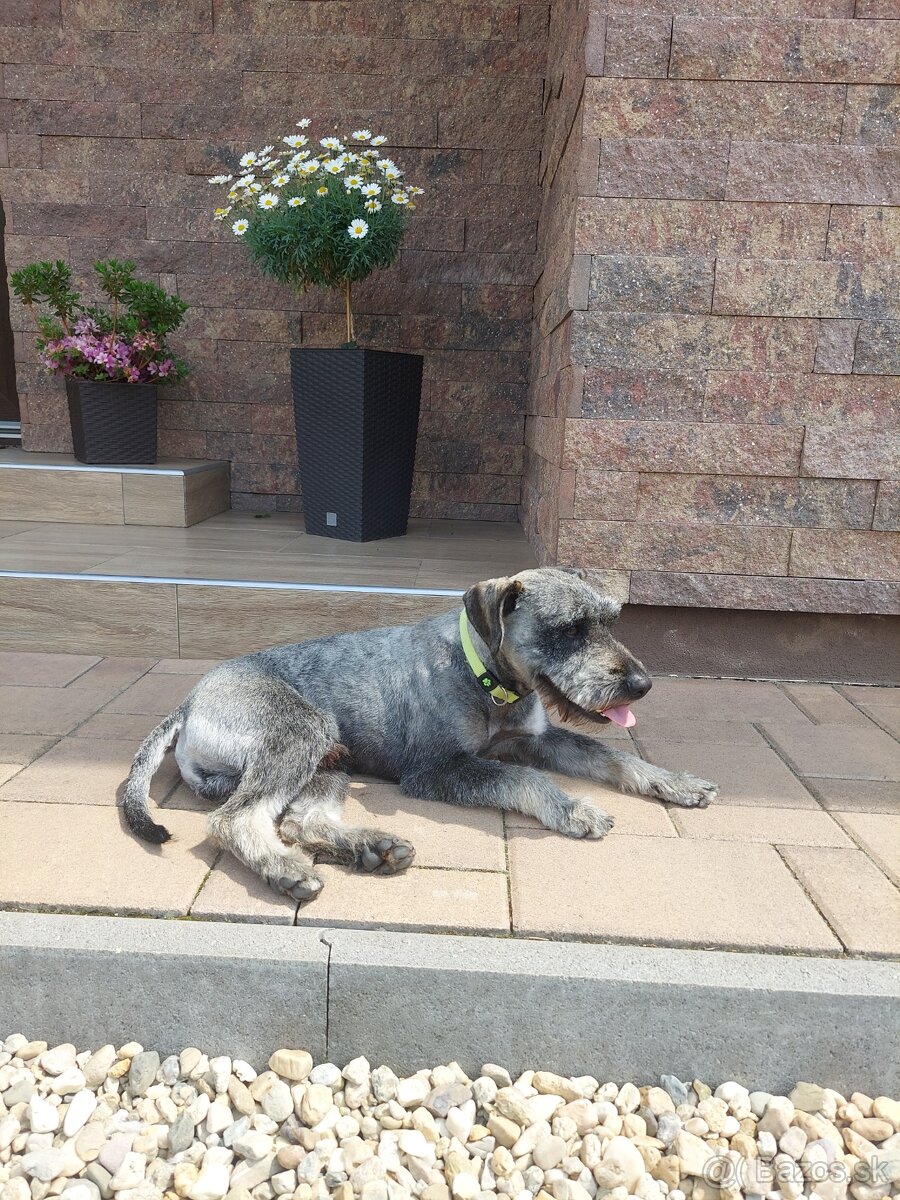 Bradac maly/farba korenie soľ - 2