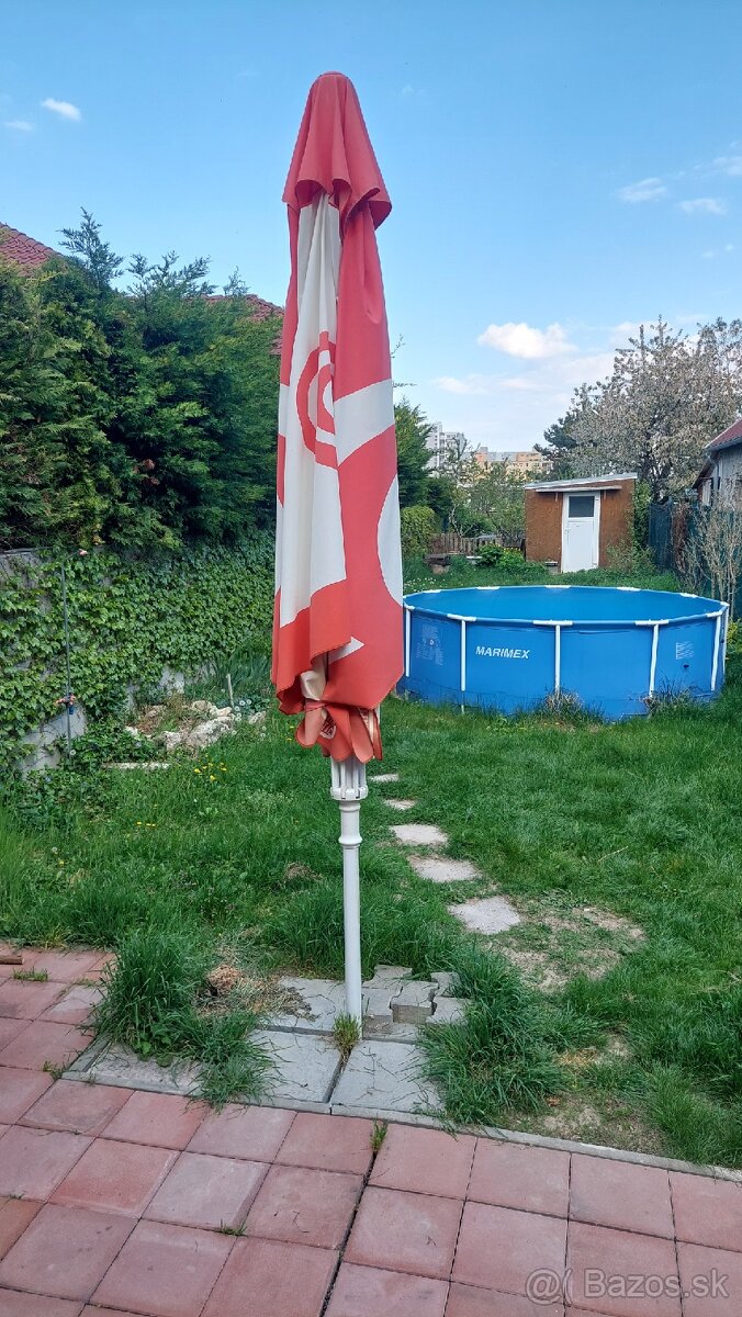 Slnečnik algida - 2