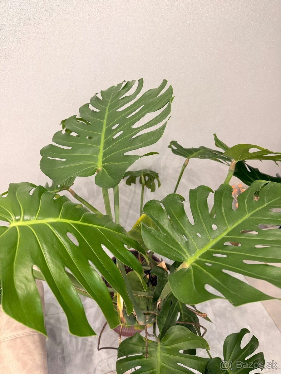 Monstera - 2