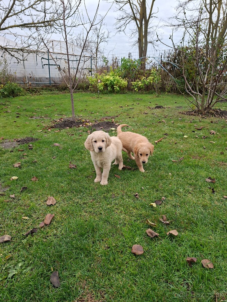 Zlaty retriever - 2
