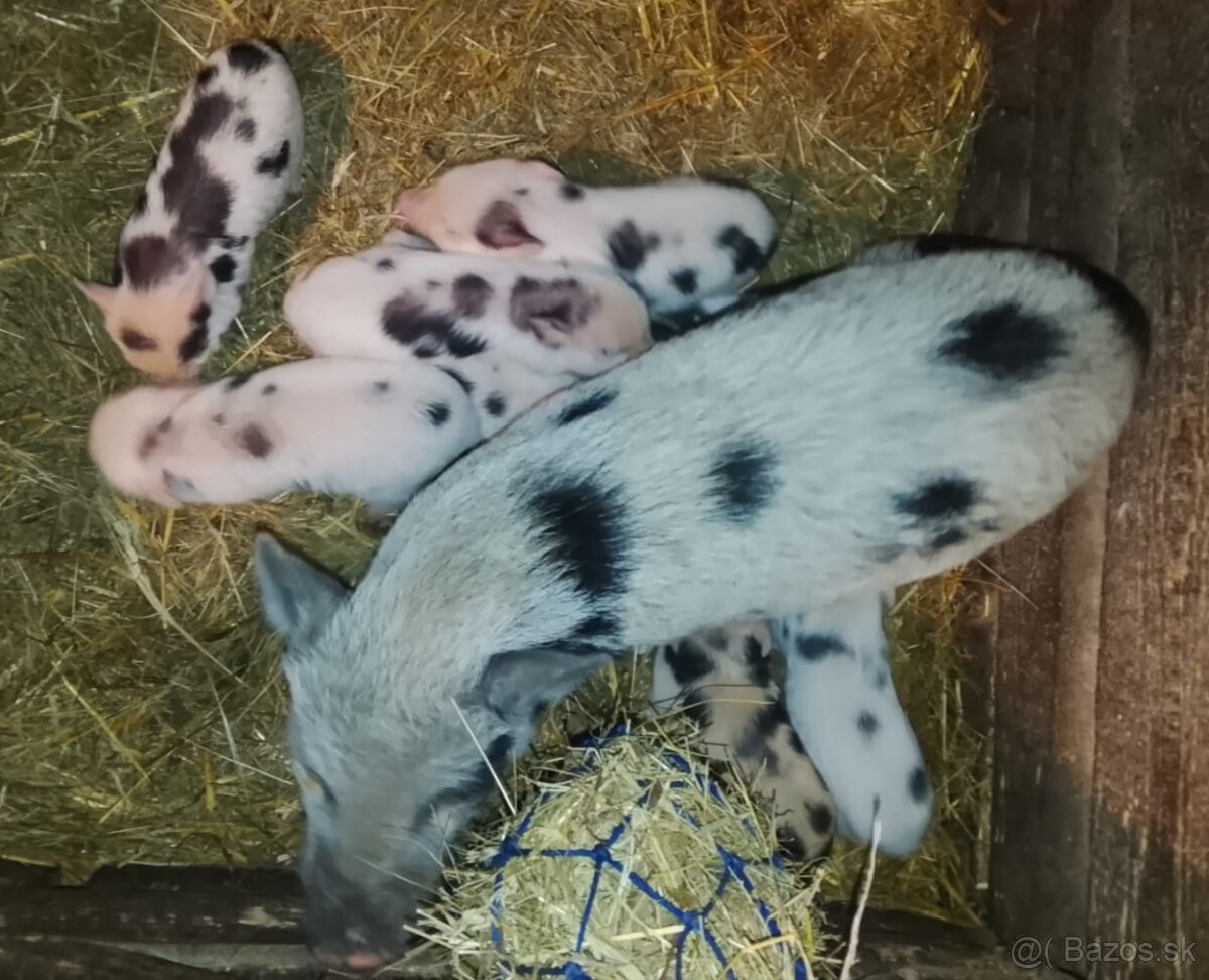 Gottingenske miniprasiatka - 2