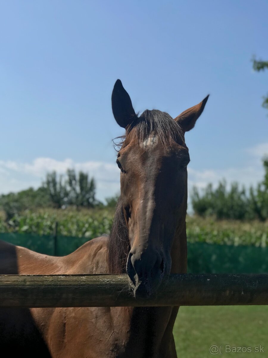 Valach A1/1 polovičný prenájom - 2