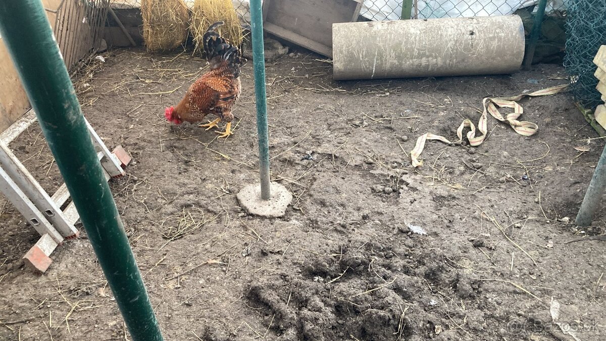 Na predaj kohúty - 2