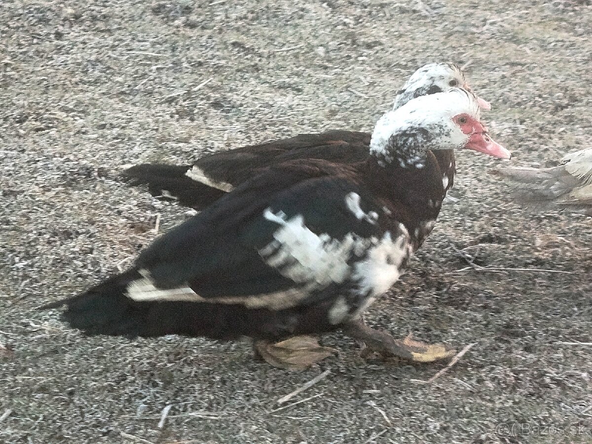 Pižmové kačice - 2