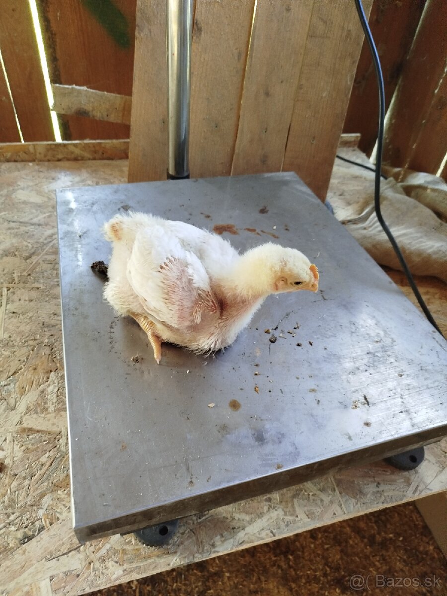 Brojlerove kuriatka - 2