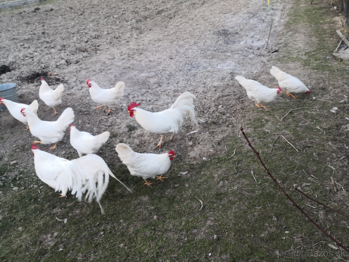 Nasadove vajička - 2