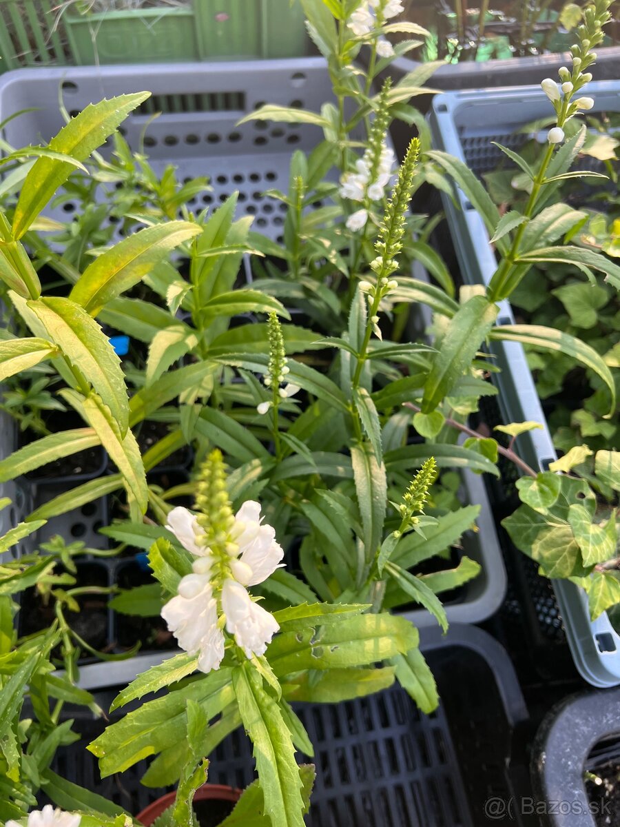 Fizostegia - 2