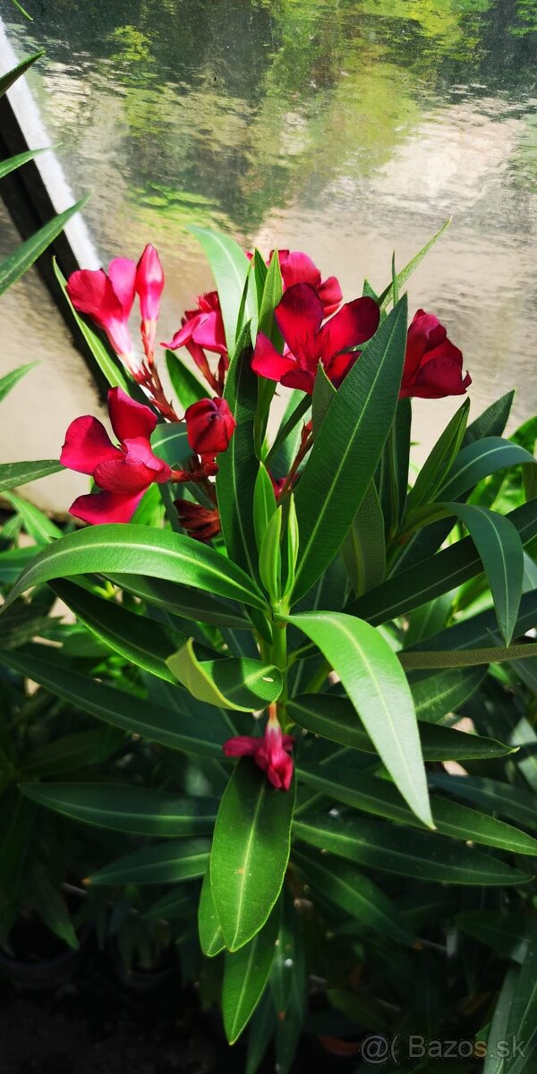 Oleander - Oleandre - 2
