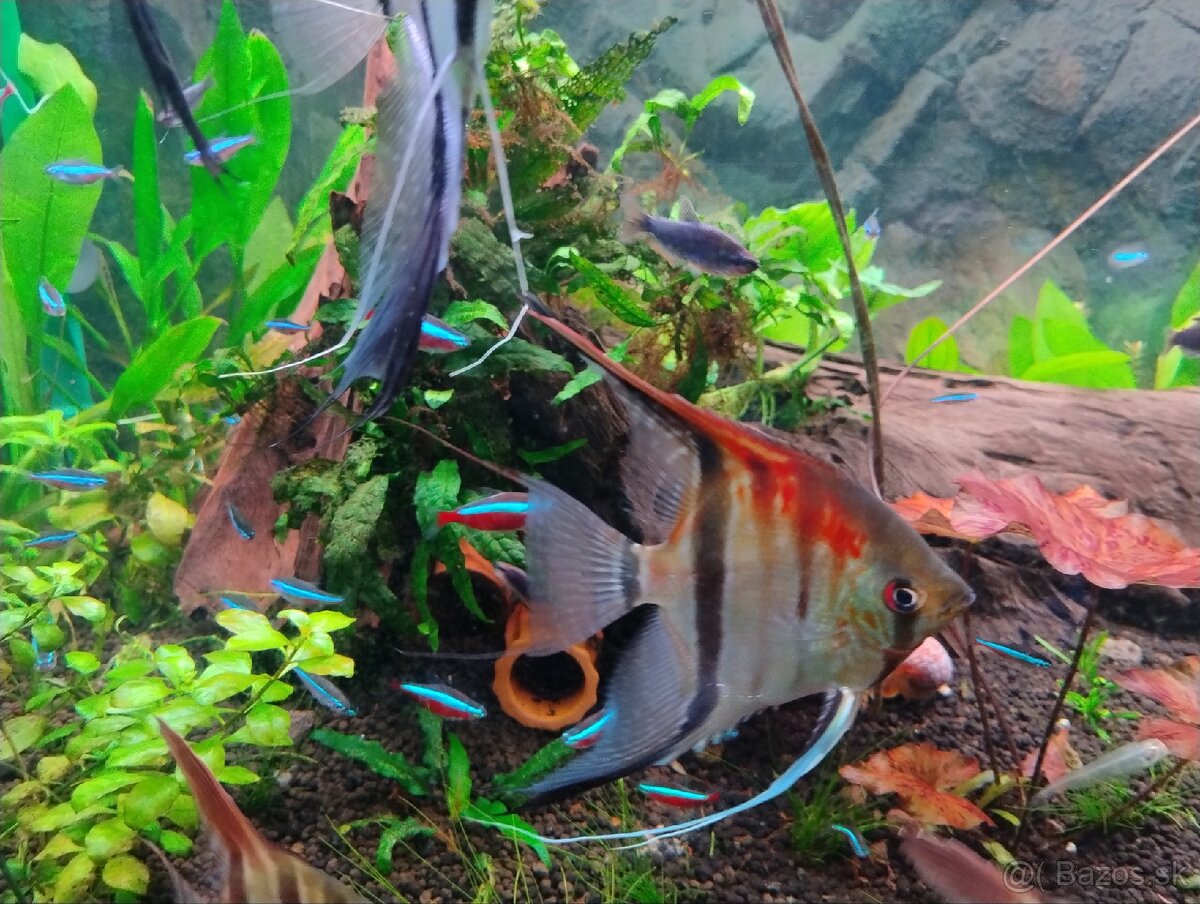 Skalare manacapuru red back 7ks - 2