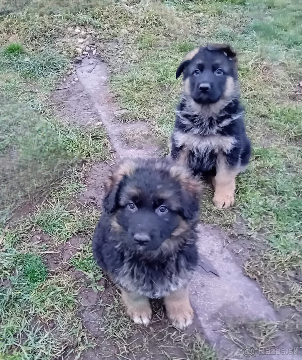 Nemecký ovčiak - 2