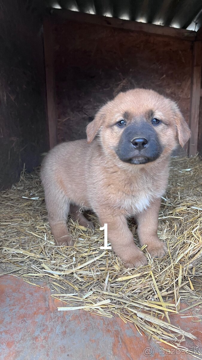 predám 7-týždňové šteniatka - 2