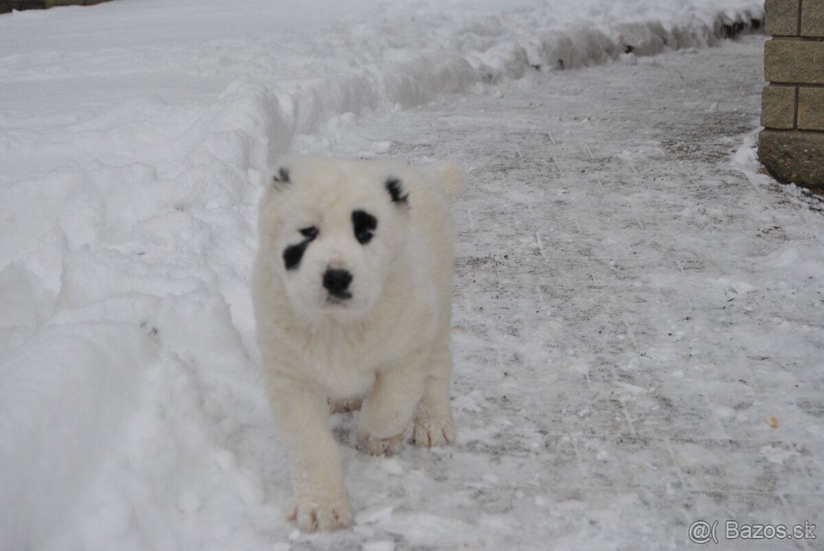Stredoázijský ovčiak - 2