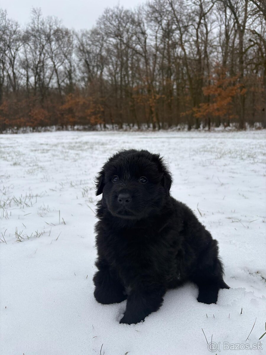 Nemecký ovčiak s PP - 2