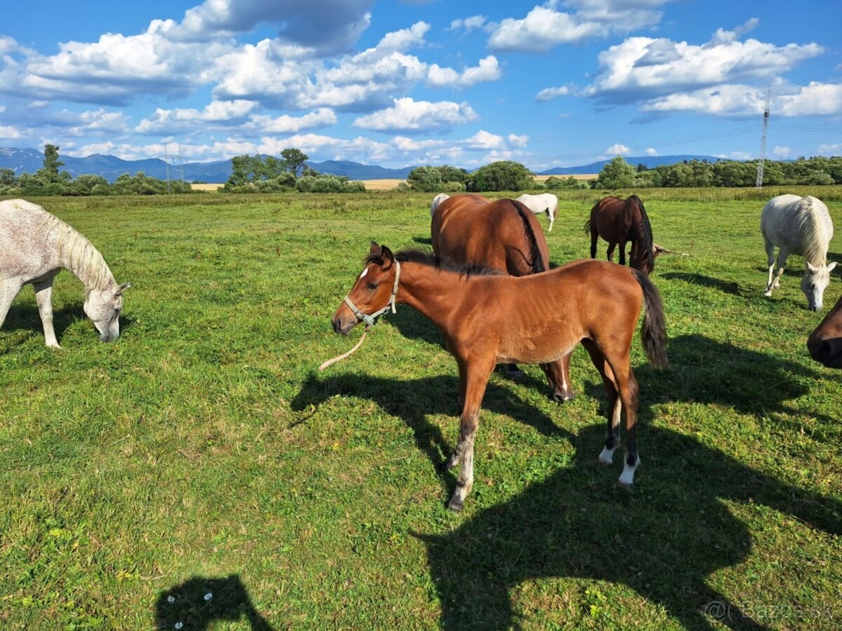 Shagya arab kobylka - 2