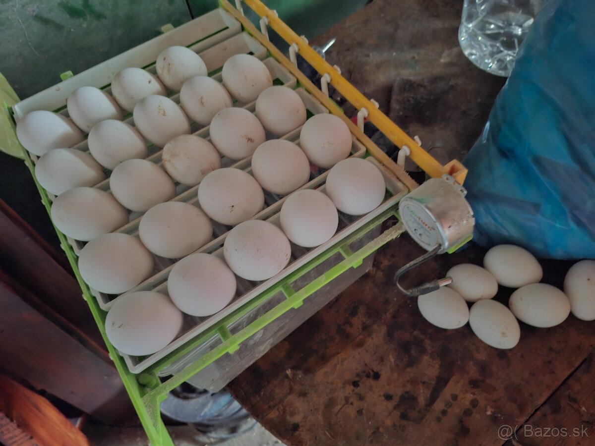 Násadové vajcia Leghorn - 2