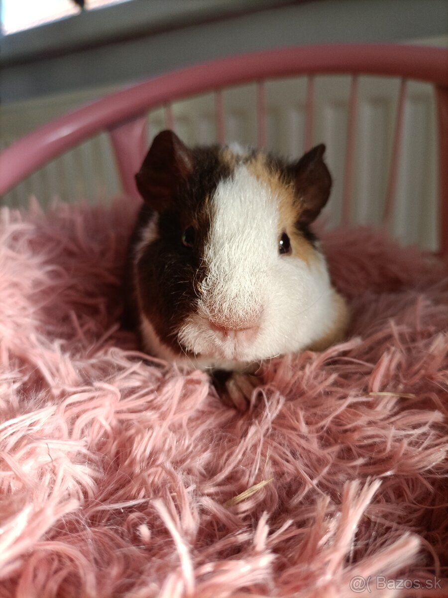 Cistokrvne morča samicky - 2