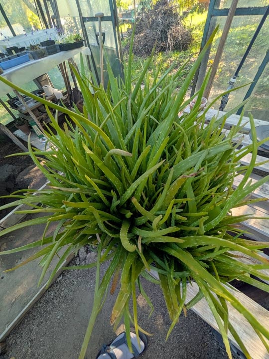 Aloe vera - aloa pravá - rastliny - 2