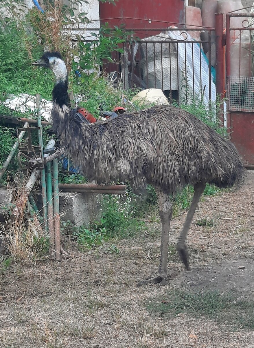 Emu - 2