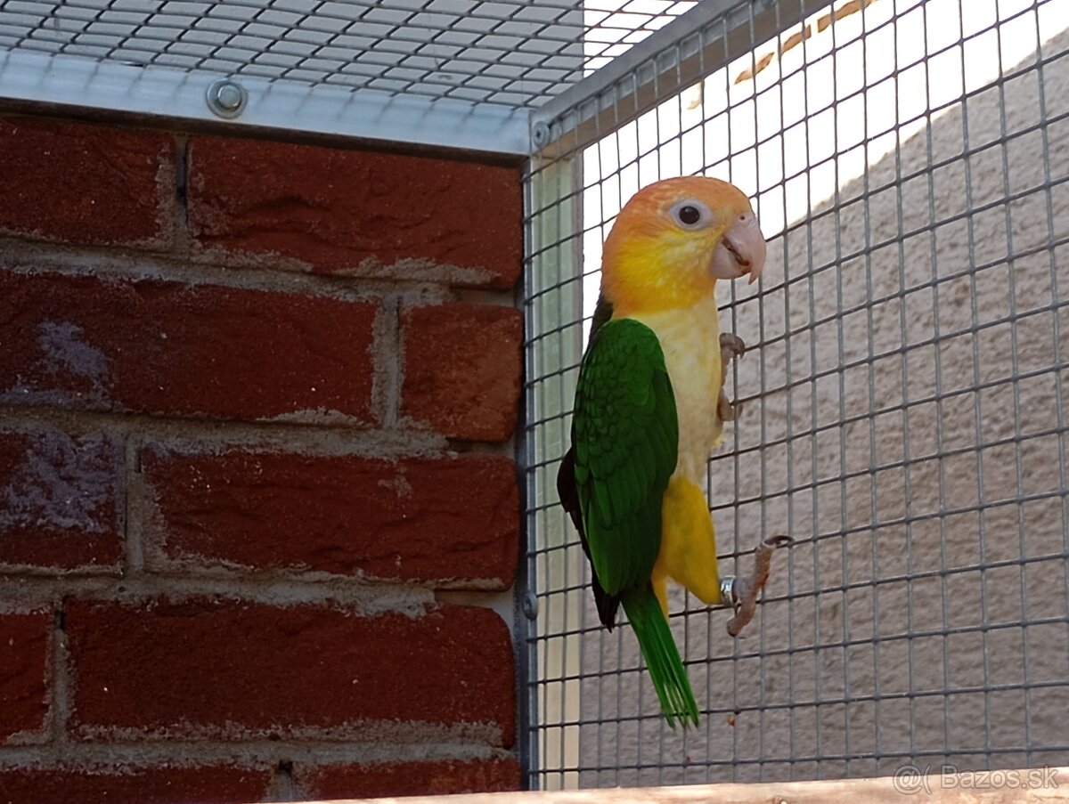 Amazonik bielobruchy - 2