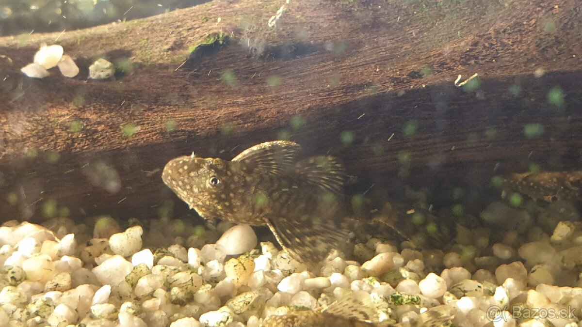 Predám prísavníkov 3cm+ - 2