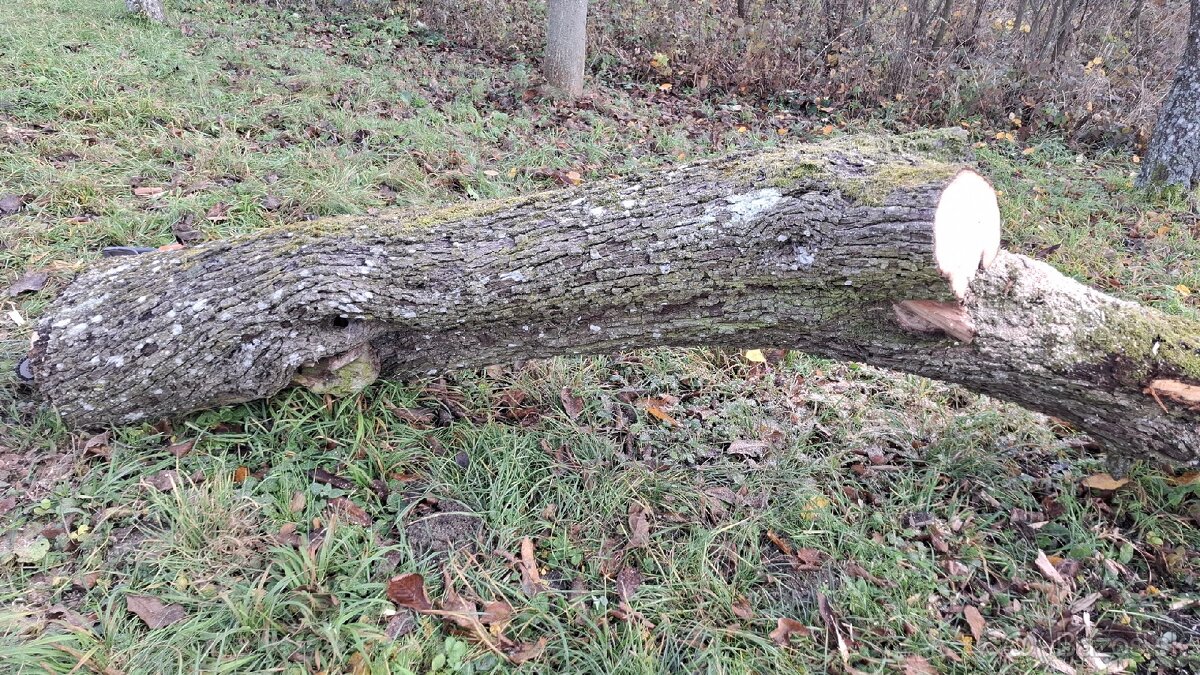 Kmeň hrušky - predám lacno - 2