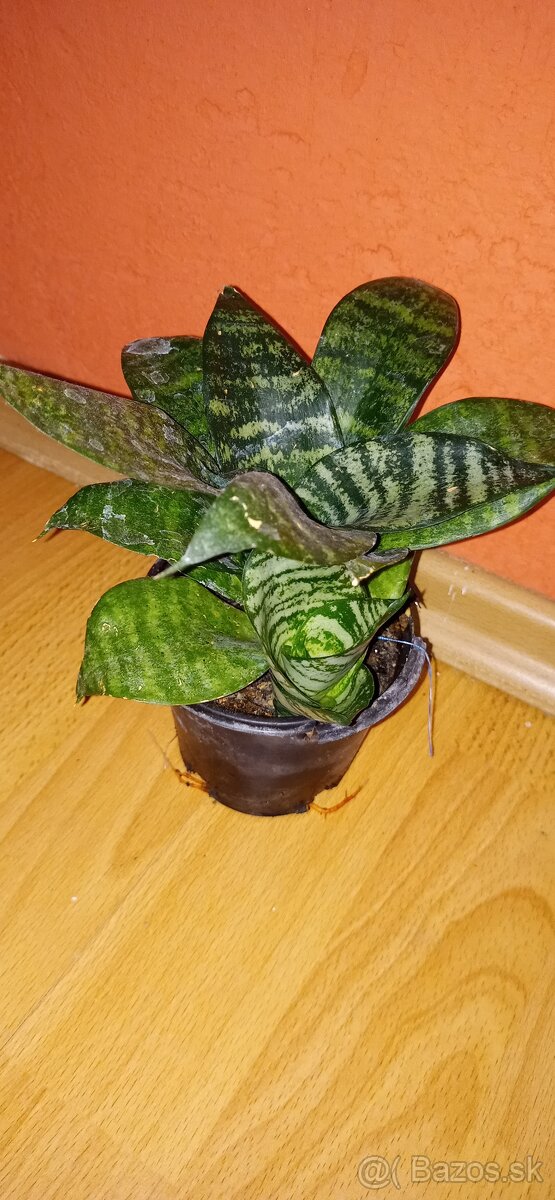 svokrin jazyk mini- (Sansevieria trifasciata 'Hahnii' mini - 2
