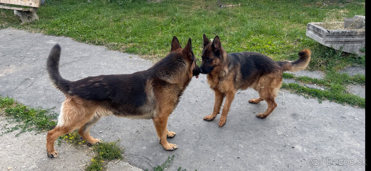 ⸻ Darujem nemeckého ovčia - 2