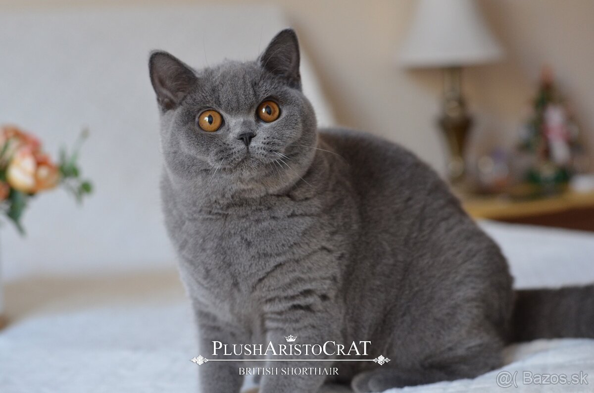 Britská krátkosrstá - 2