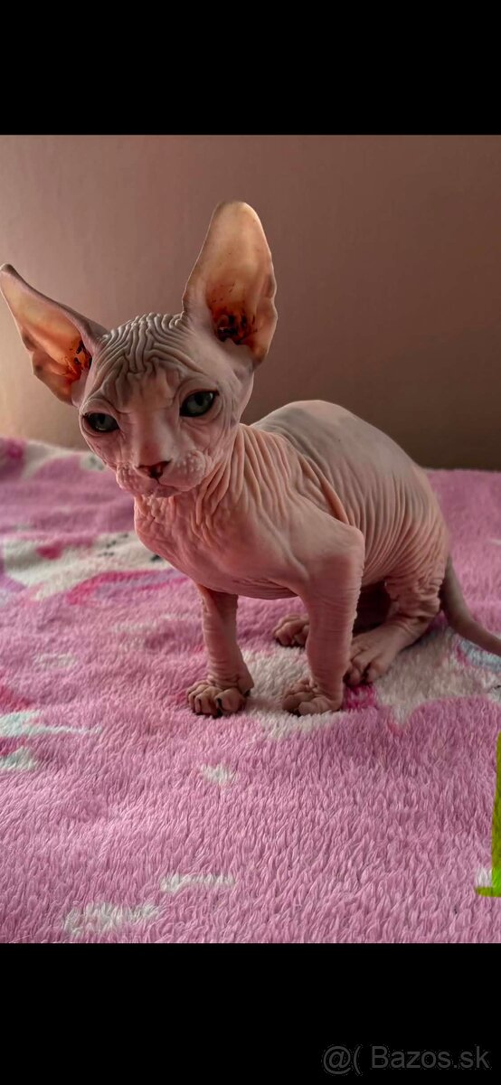 Don sphynx - 2