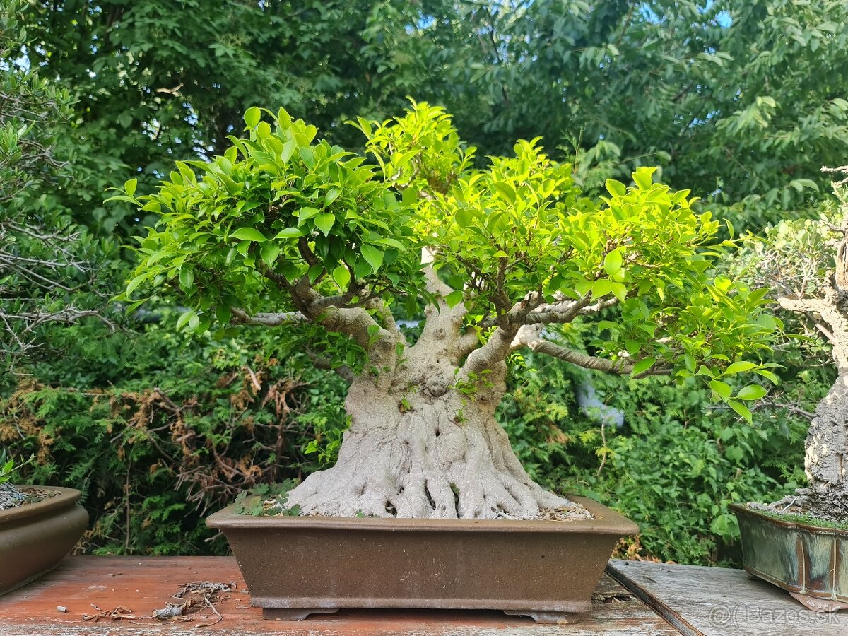 BONSAI Ficus - 2