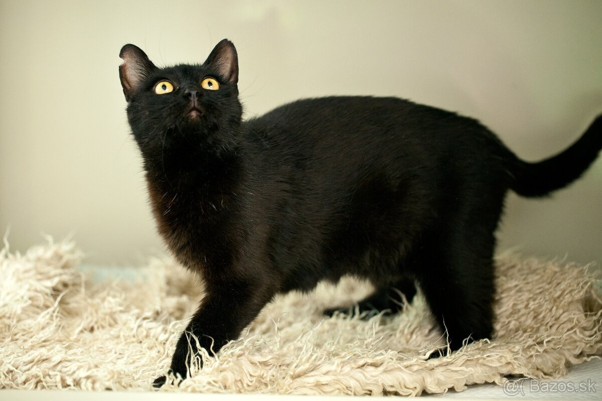 ❤ Moryana - dôverčivá, dobrá a pokojná - 2