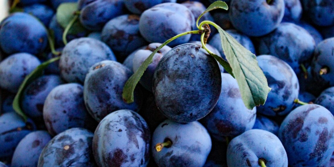 Predám slivky na kvas - 2