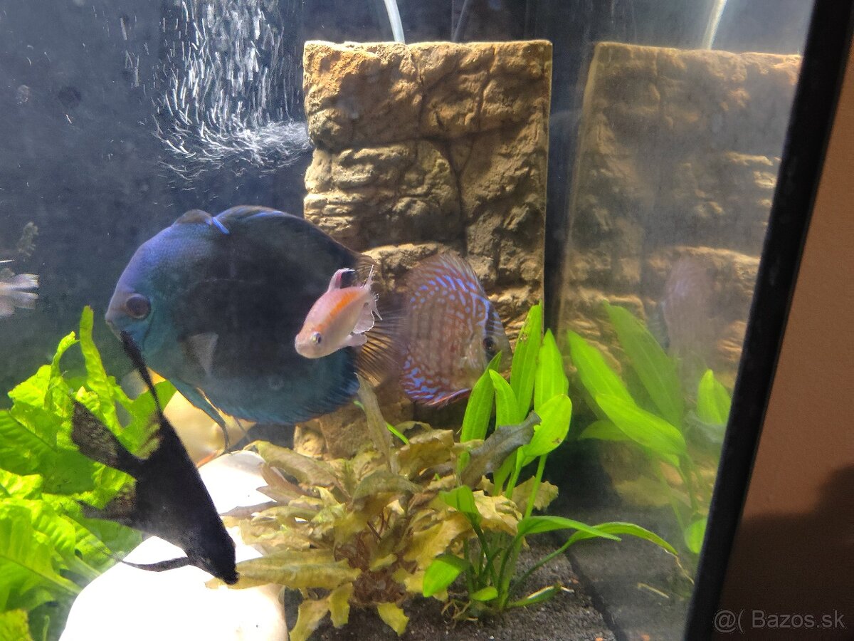 Predám súrne diskusi plus. Iné spoločenské ryby. - 2