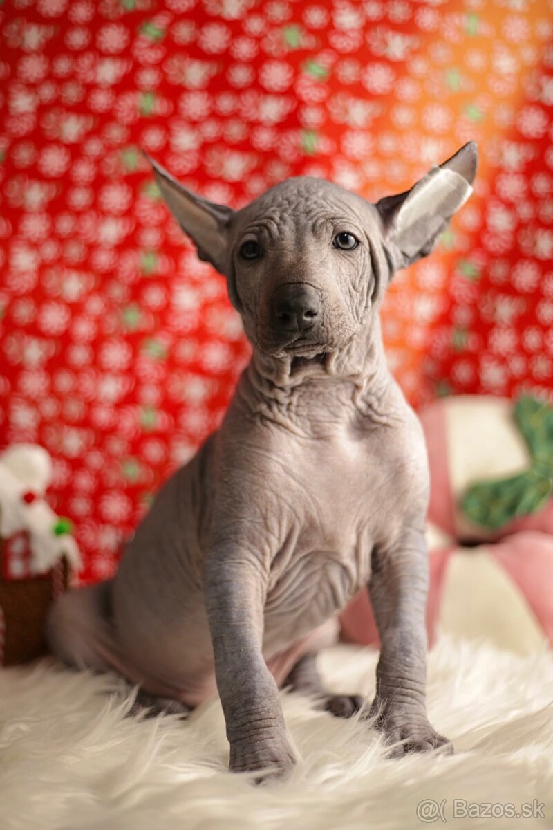 Peruánsky naháč veľký s PP (FCI) - 2