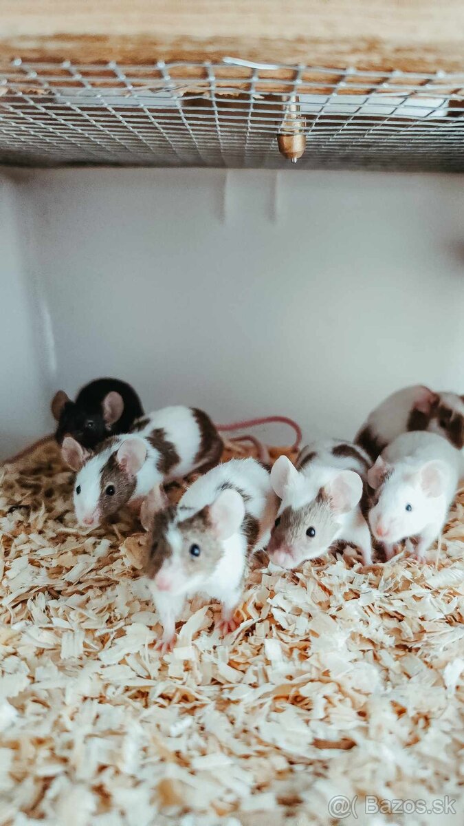 Prebytok myši a potkanov - 2