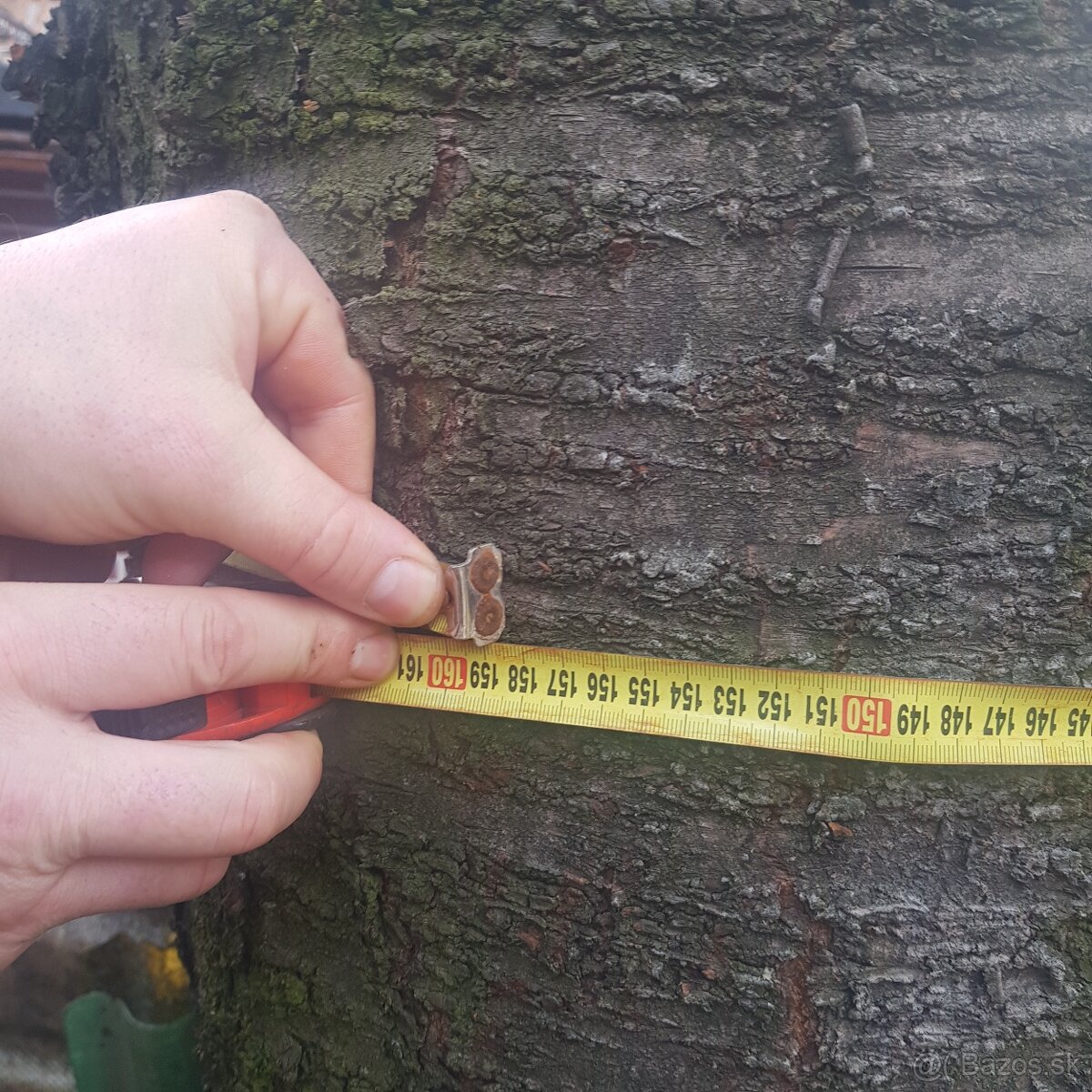 Predam čerešnove drevo - 2