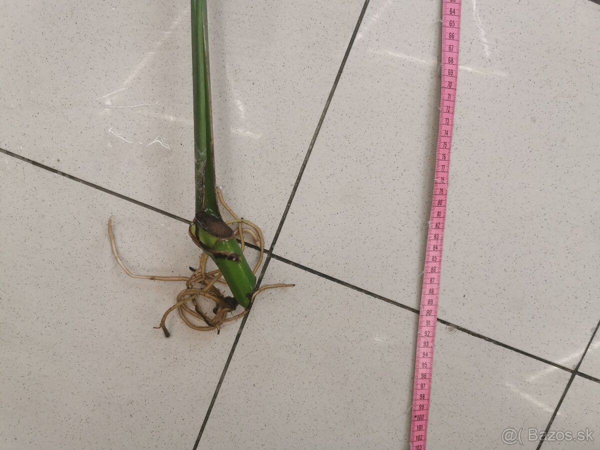 Monstera deliciosa - zakorenená - 2