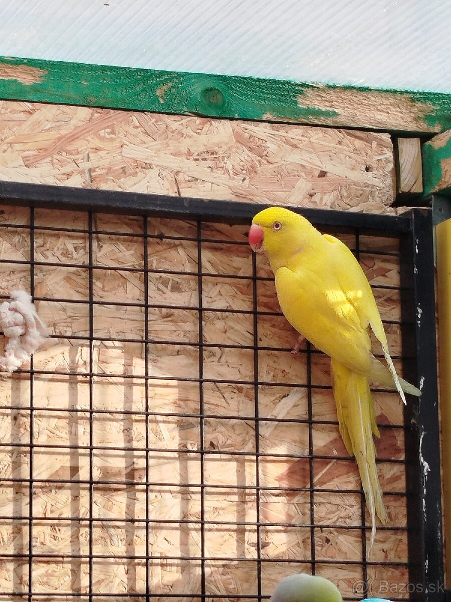 Vymením Samca za Samičku - 2