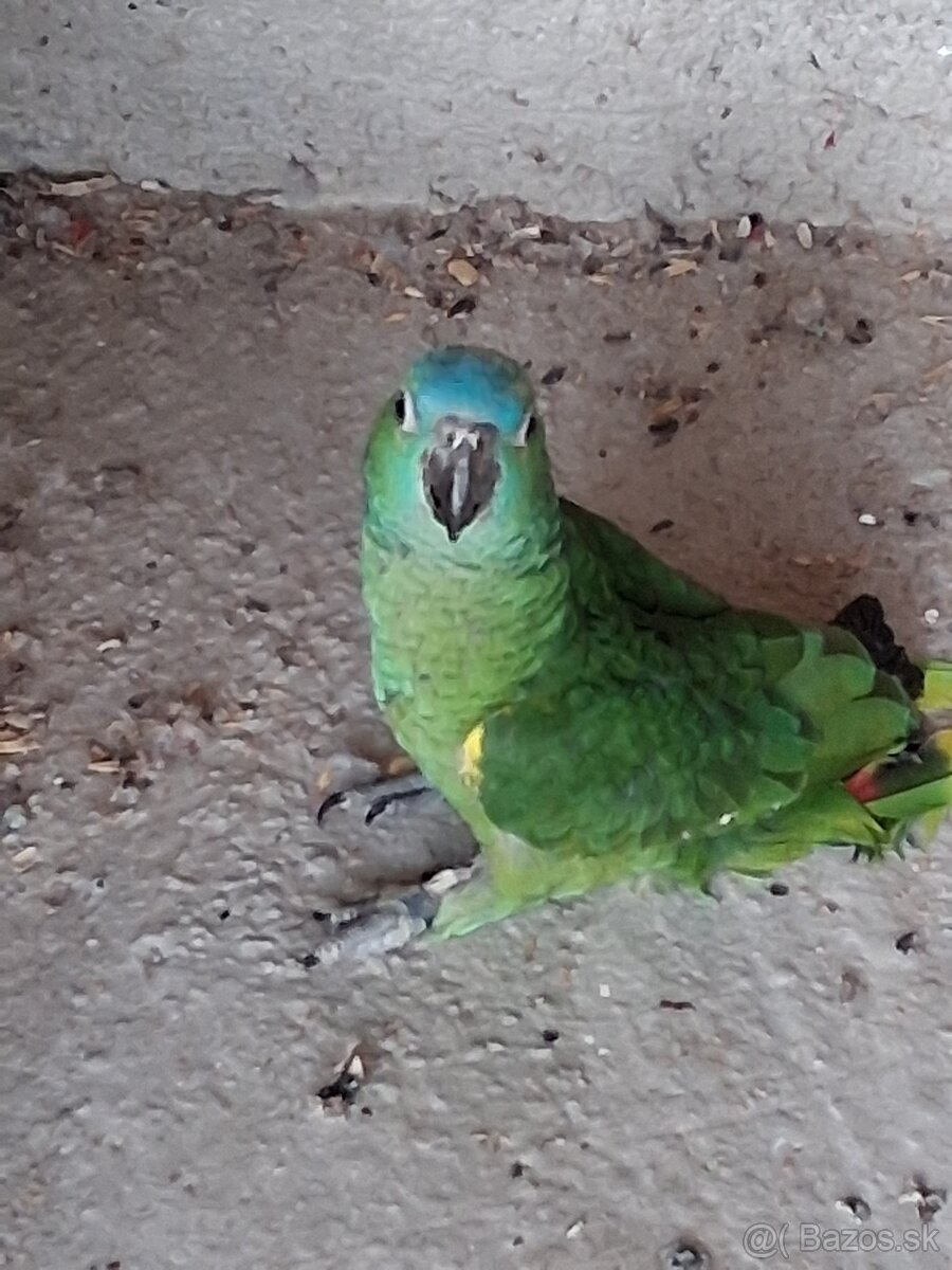 Amazoňan modročelý - 2