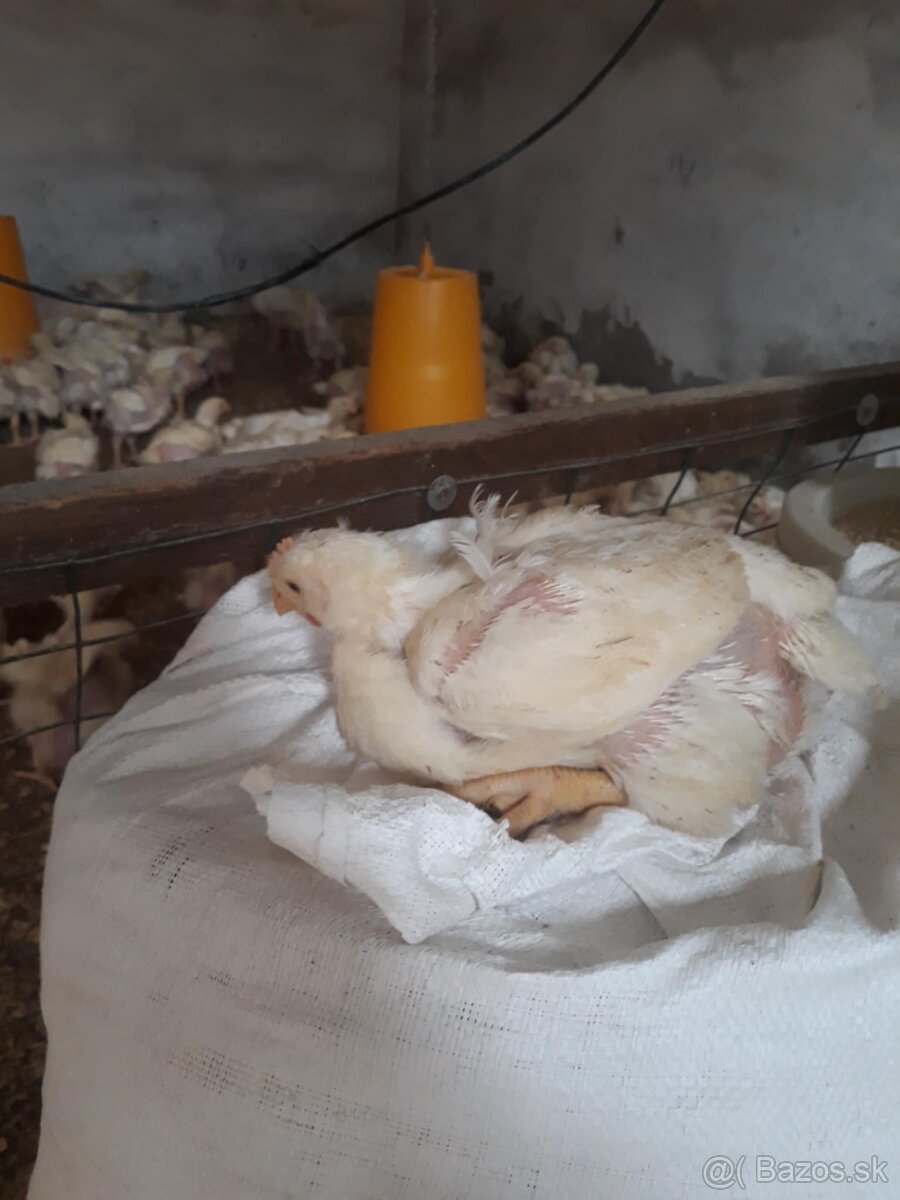 Predám kurčatá - 2