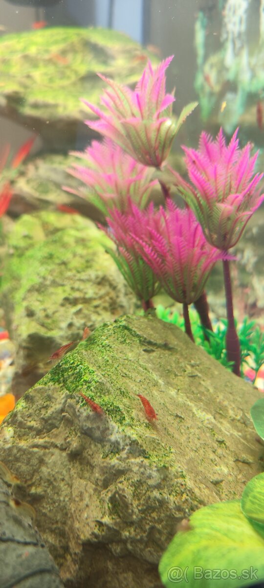 krevetky neocaridina red - 2