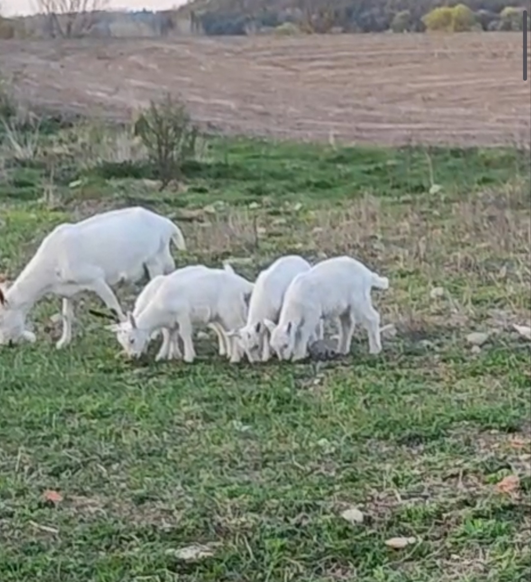 Marcový capkovia - 2